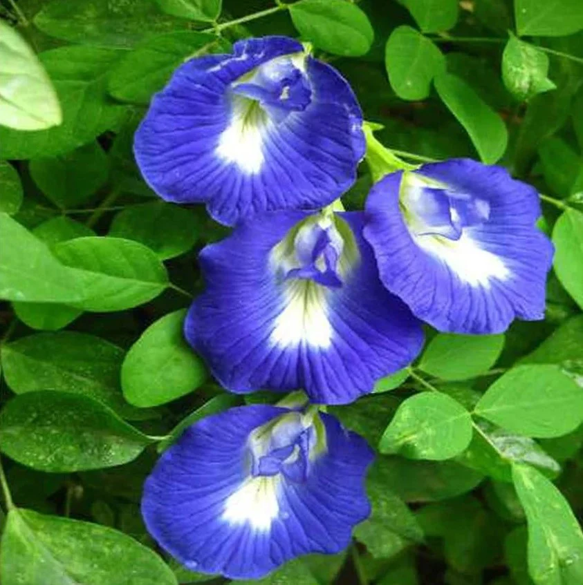 Brahmi