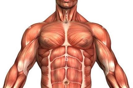Muscle Flexibility