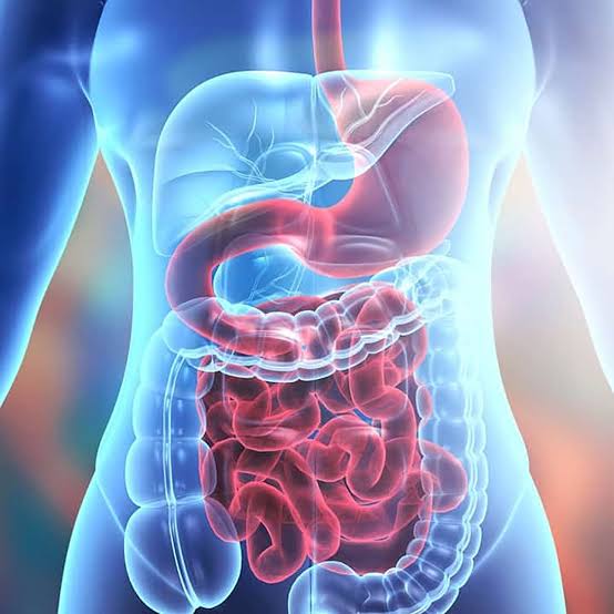 Digestion Support
